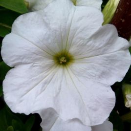 Петунія Танака White (біла)