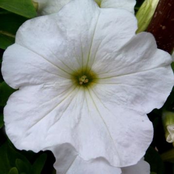 Петунія Танака White (біла)