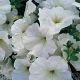 Петунія Танака White (біла)