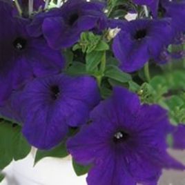 Петунія Танака Blue (синя)