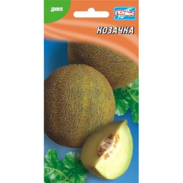 Дыня Казачка