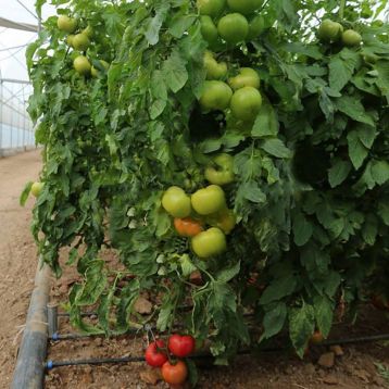 Томат Барбара F1