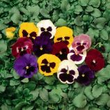 Віола віттрока Колоссус F1 суміш з вічком