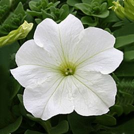 Петунія Віртуоз Вайт (White)