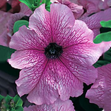 Петуния Виртуоз Девбери