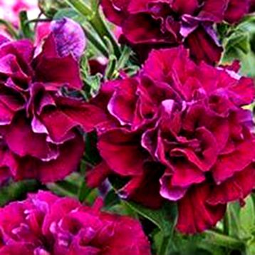 Петуния махровая Дует (Дуэт) бургунди (burgundy) 
