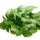 Базилик зеленый Лимонный