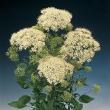 Трахелиум Мичиган белый