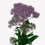 Трахеліум Мічиган синій