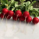 Редис Аутелла F1 (3,4-3,6 мм)