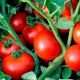 Томат Ольга F1