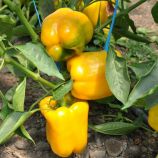 Гуалда F1 семена перца сладкого раннего 220-250 гр. желт. (Hazera)