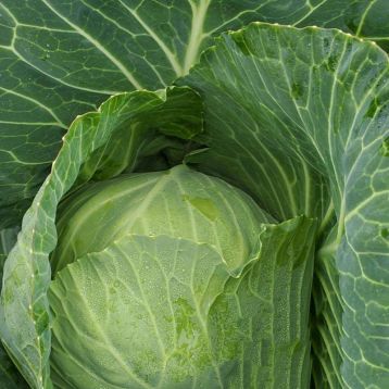 Капуста Вестрі F1 