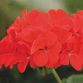 Герань (пеларгония) Салют Deep Red (Дип ред)