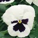 Фиалка Династия White Blotch Pansy F1 