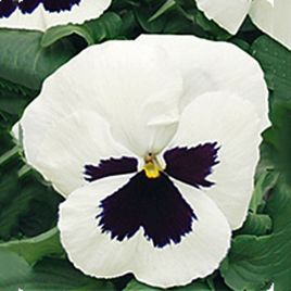 Фиалка Династия White Blotch Pansy F1 