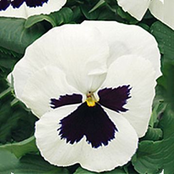 Фиалка Династия White Blotch Pansy F1 