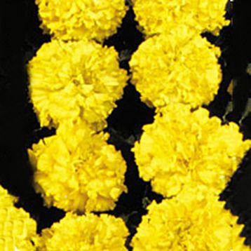 Чорнобривці Чікаго жовті (Chicago Yellow)