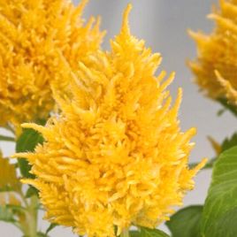 Целозия Глориус желтая (yellow) 