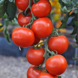 Томат Максин F1 (27614 F1) 
