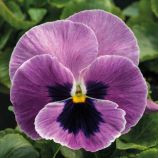 Виола Инспаер Делюкс F1 розовый сюрприз