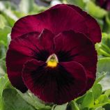 Виола Инспаер Делюкс F1 темно-розовая с глазком