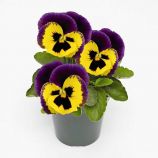 Виола Инспаер Плюс F1 желтая с пурпурным крылом