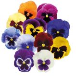 Виола Инспаер Плюс F1 смесь