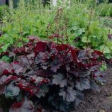 Гейхера Мелтінг Фаєр