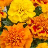 Чорнобривці Чіка суміш французькі розлогі