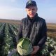 Конгама F1 (калибр.) семена капусты б/к средней 95-120 дн. 2-3,5 кг окр. (Rijk Zwaan)