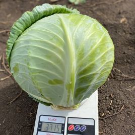 Капуста Конгама F1 