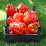 Перец Аристотель F1 