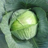 Капуста Гальватрон F1