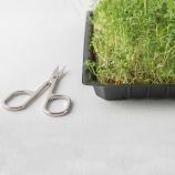 Микрозелень (микрогрин) кресс-салата