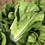 Салат Кілнсей