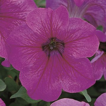 Петуния грандифлора Игл F1 сливовая