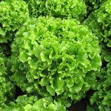 Салат Меліна