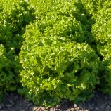 Салат Авеледа