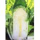 Ориент Стар F1 семена капусты пекинской (Takii Seeds)