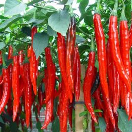 Перець Каєнський