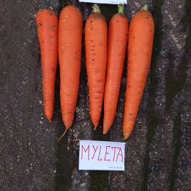 Морква Мулета (1,6-1,8) 