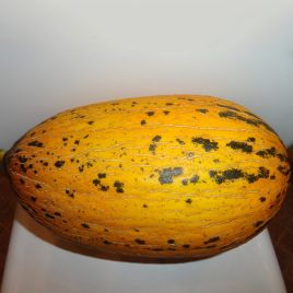 Дыня Киркаач 