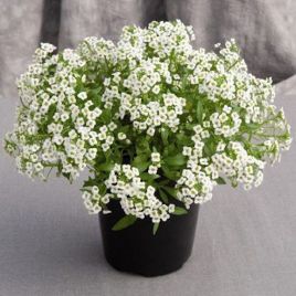 Алиссум (лобулярия, каменник) Гига белый