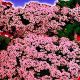 Алиссум Горная сказка розовая