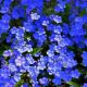 Незабудка альпійська темно-синя