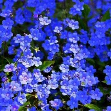 Незабудка альпійська темно-синя