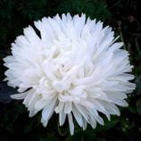 Айстра Аполлонія біла