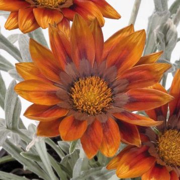 Газанія Талент F1 червона