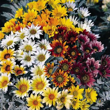 Газанія Талент F1 суміш